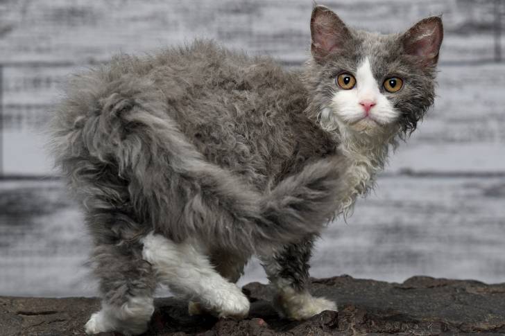 Un Selkirk Rex gris et blanc debout sur un fond en bois