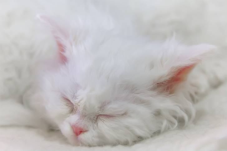 Photo Selkirk Rex
