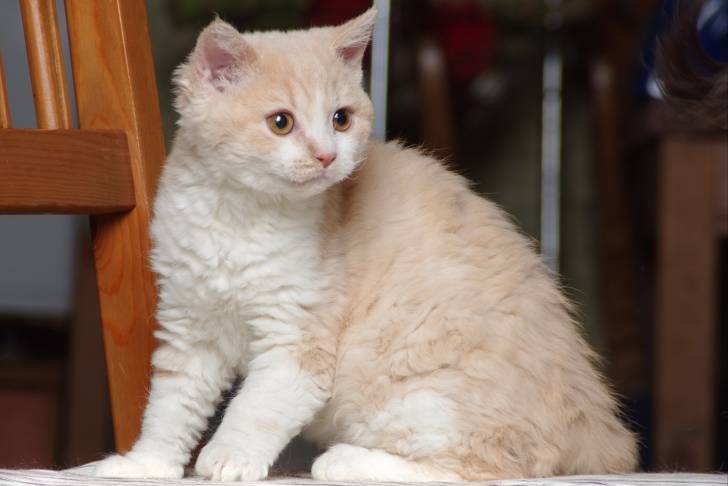 Un Selkirk Rex roux et blanc assis sur une chaise