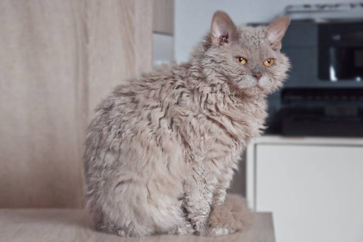 Un Selkirk Rex gris assis sur la table de la cuisine