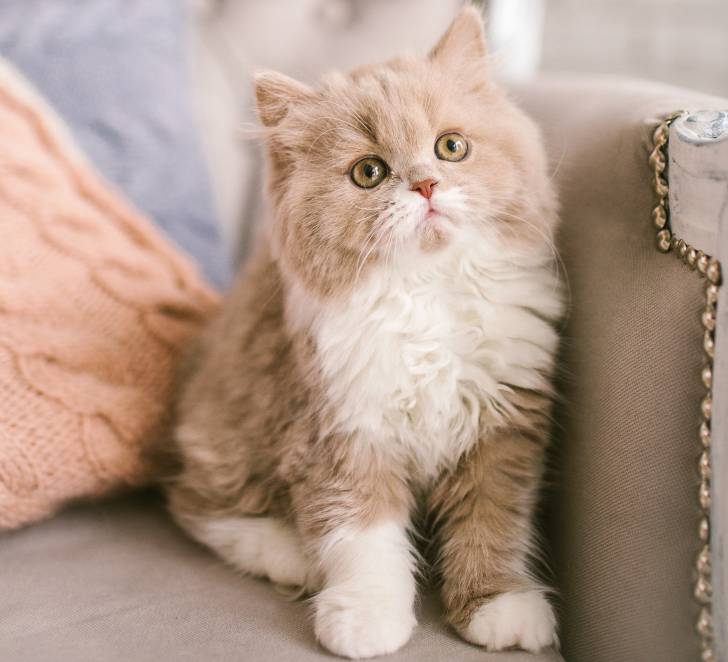 Photo Selkirk Rex