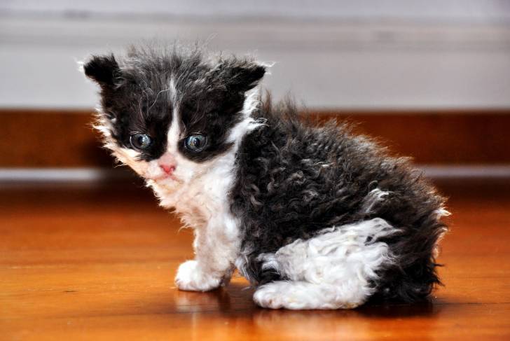 Photo Selkirk Rex