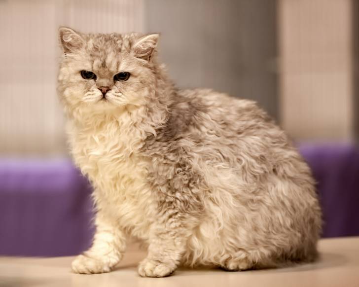 Un Selkirk Rex assis sur une table