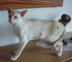 Siamois (moderne) - Siamois