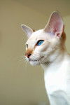 Peterbald - Siamois