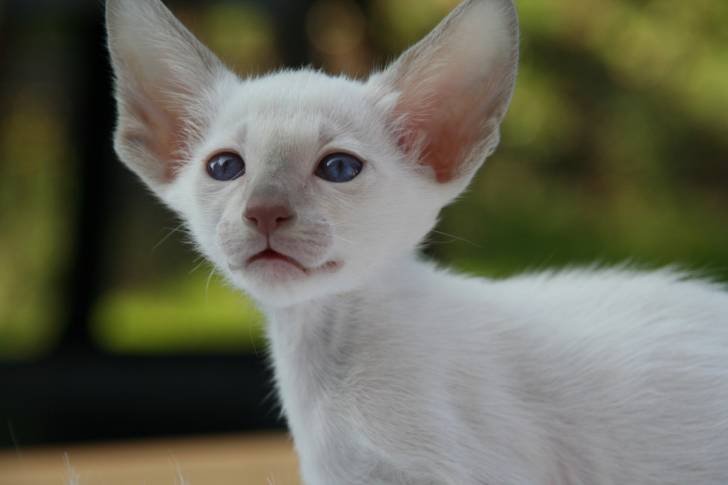 Peterbald - Siamois
