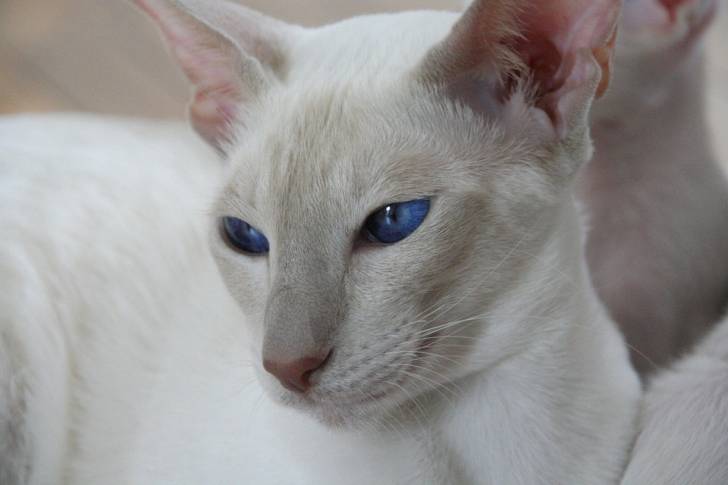 Peterbald - Siamois