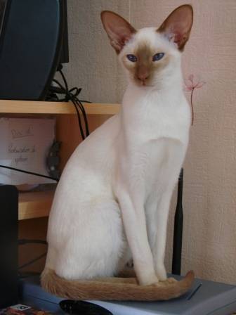 Photo Siamois
