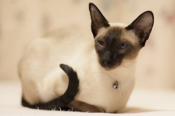 Un Siamois moderne portant un collier avec une clochette