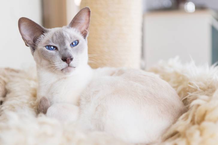 Un Siamois Moderne couché sur un arbre à chat