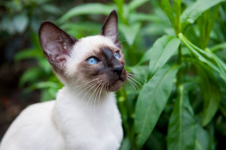Un jeune Siamois dehors, qui observe des plantes