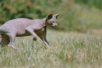 Anubis en pleine chasse a la sauterelle - Sphynx