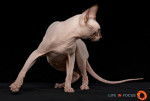 Mystiquecats Lucifer - Sphynx Mâle