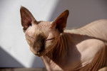 Photo Sphynx