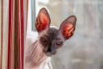 Photo Sphynx