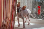 Photo Sphynx