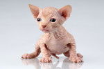 Photo Sphynx