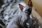 Photo Sphynx