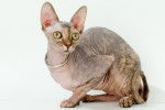 Photo Sphynx