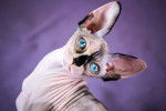 Un Sphynx aux grands yeux bleus