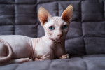 Photo Sphynx
