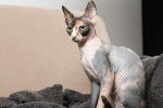 Photo Sphynx