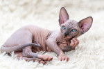 Photo Sphynx