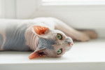 Photo Sphynx