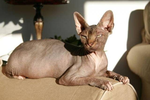 Sphynx - Sphynx