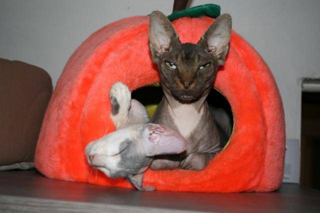 Sphynx - Sphynx