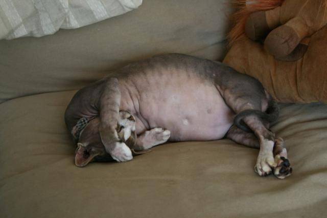 Sphynx - Sphynx Mâle