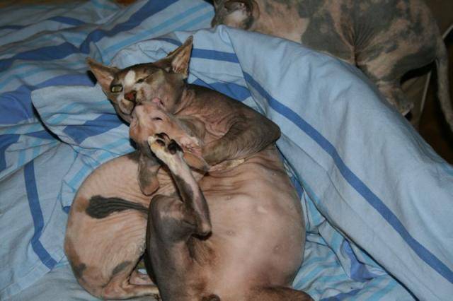 Sphynx - Sphynx