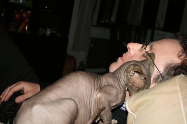 Sphynx - Sphynx