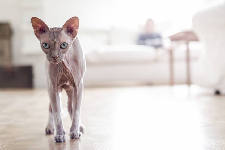Le Sphynx - Sphynx