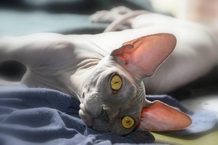 Le Sphynx - Sphynx