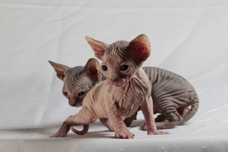 Le Sphinx - Sphynx