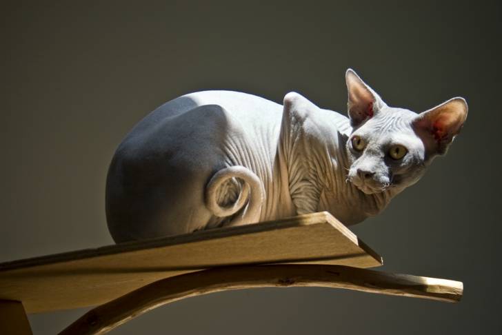 Sphynx - Sphynx