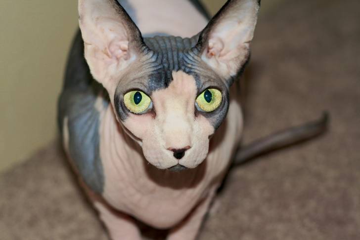 Sphynx - Sphynx