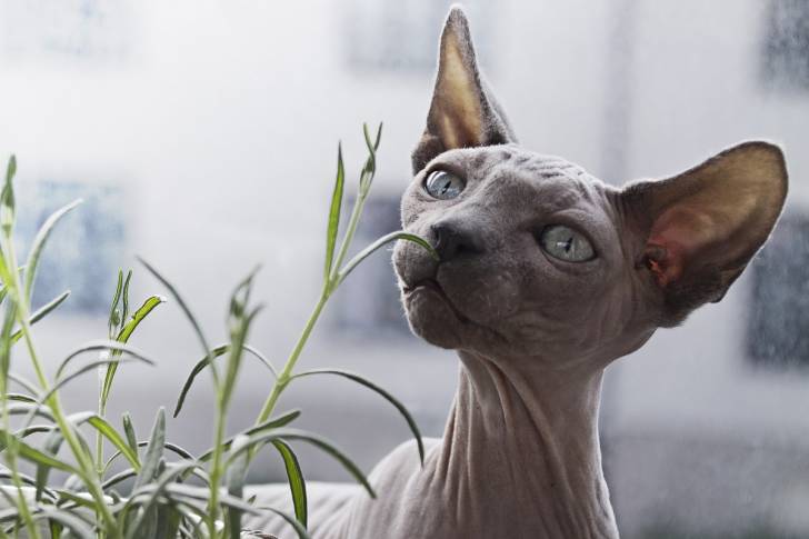 Un Sphynx renifle des herbes