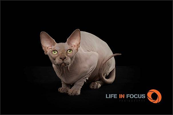 Lunabella Téora of Mystiquecats - Sphynx
