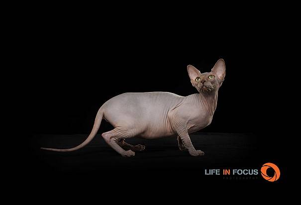 Lunabella Téora of Mystiquecats - Sphynx