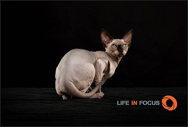 Mystiquecats Love - Sphynx