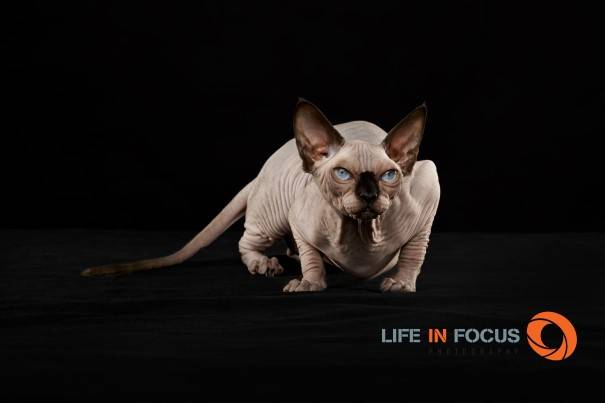 Mystiquecats Love - Sphynx