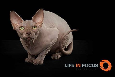 Lunabella Téora of Mystiquecats - Sphynx
