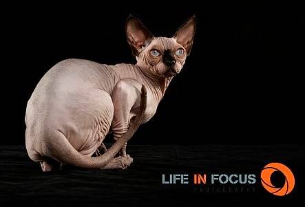Mystiquecats Love - Sphynx