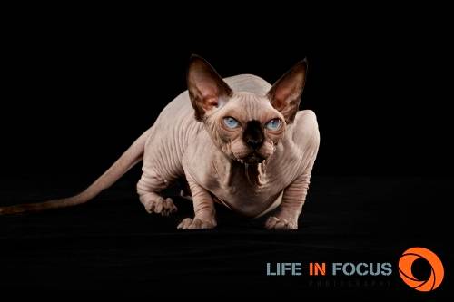 Mystiquecats Love - Sphynx