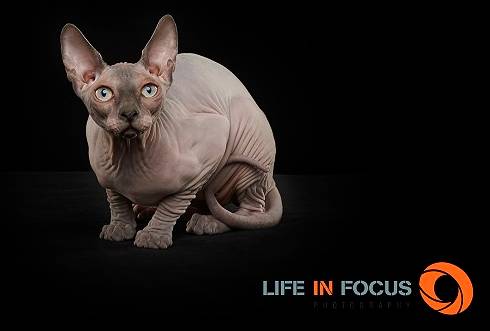 Mystiquecats Jade - Sphynx