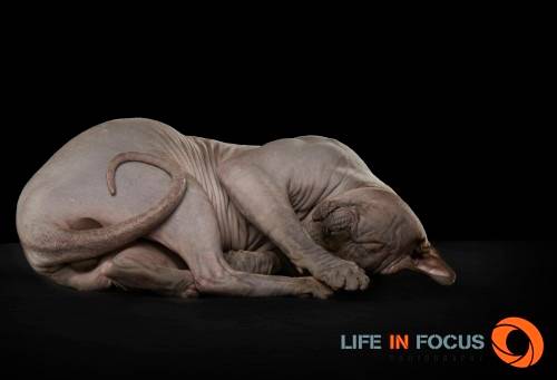 Feliche Prana Panteleymon - Sphynx Mâle