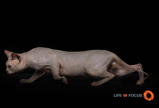 Feliche Prana Panteleymon - Sphynx Mâle