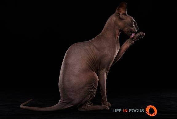 Mystiquecats Princesse Fantasia - Sphynx